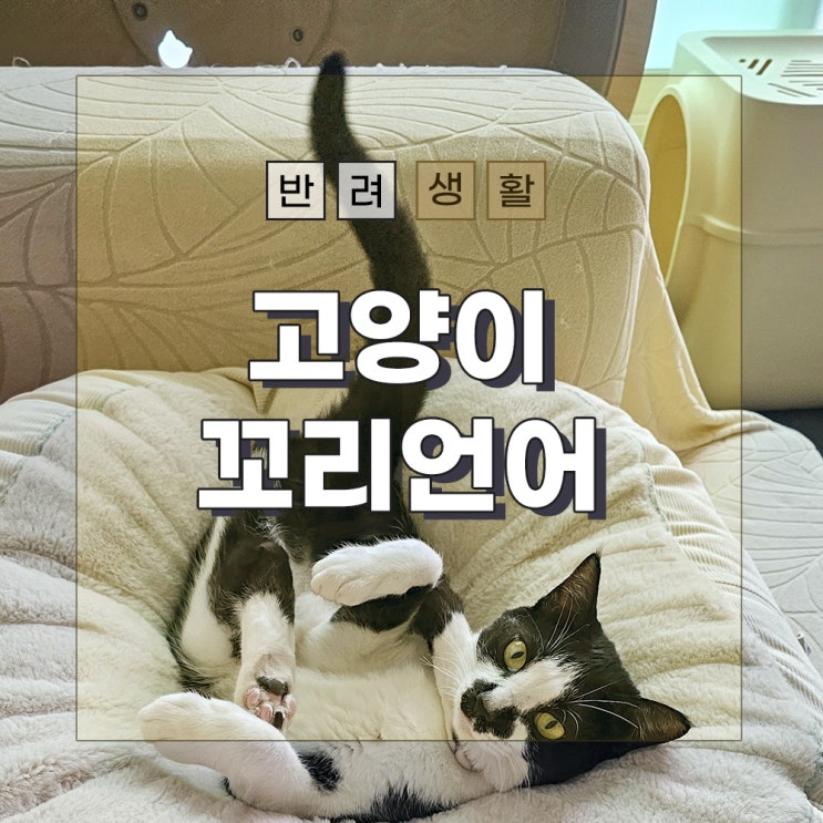  고양이 꼬리로 읽는 고양이 언어
