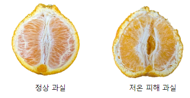 ‘만감류’ 추위 노출되면 맛, 품질 떨어져 주의 ‘만감류’ 추위 노출되면 맛, 품질 떨어져 주의