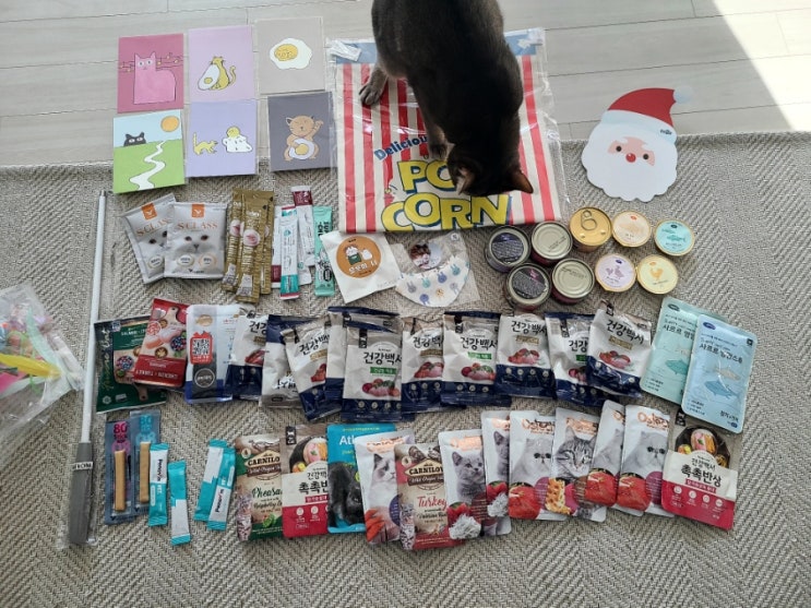 세택 궁디팡팡 캣페스타 고양이 박람회 관람 후기