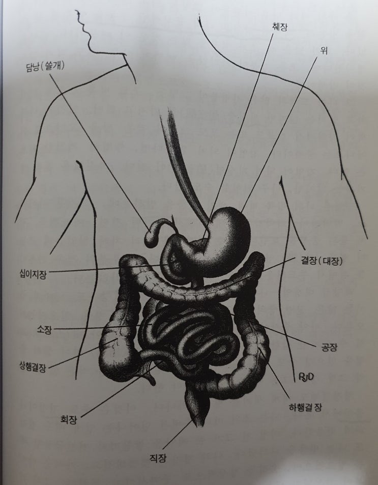 나는 장腸입니다(1편)  창자라고 부르기도 하지요!