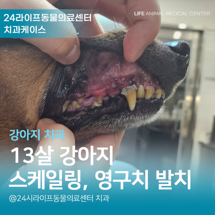 강아지 입이 부었어요 / 13살 강아지 스케일링 : 24시라이프동물의료센터 강아지 입이 부었어요 / 13살 강아지 스케일링 : 24시라이프동물의료센터