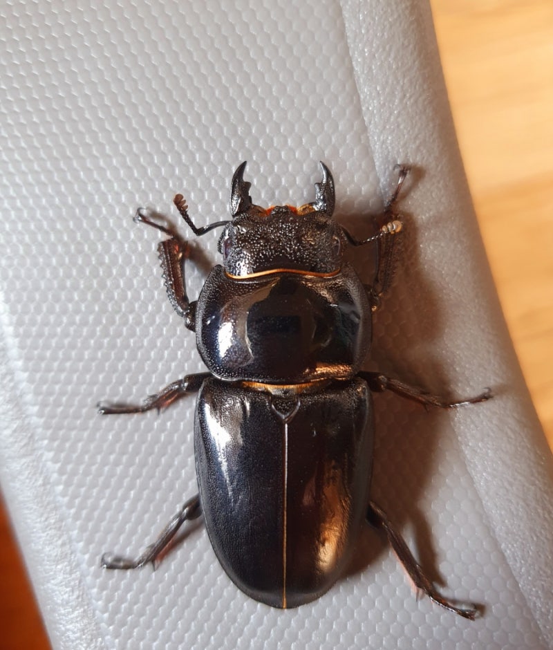 넓적사슴벌레 암컷 개인기네스 경신! (48.1mm)