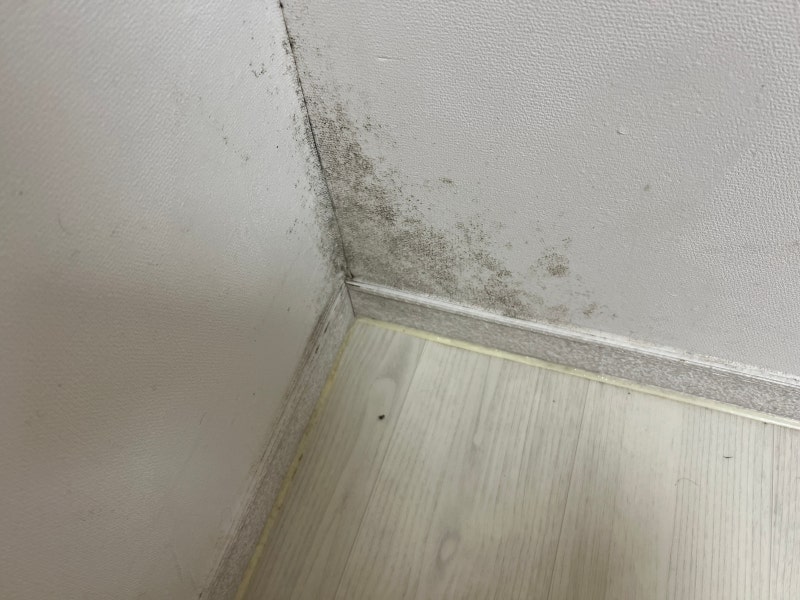 결로 벽지 곰팡이 제거 다이소 곰팡이 제거제로 지웠어요