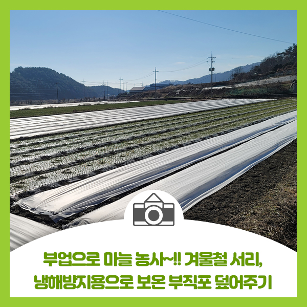 부업으로 마늘농사, 겨울철 서리, 냉해방지용으로 보온 부직포덮어주기