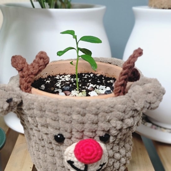  많이 컸지요?//금전수 키우기//레몬트리 키우기