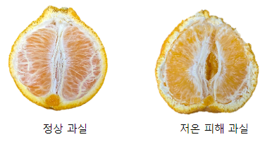 ‘만감류’ 추위 노출되면 맛, 품질 떨어져 주의 ‘만감류’ 추위 노출되면 맛, 품질 떨어져 주의