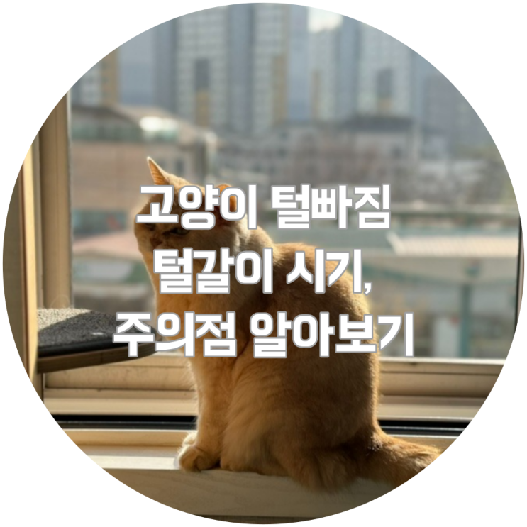  고양이 털빠짐, 털갈이 시기와 주의점 알아보기