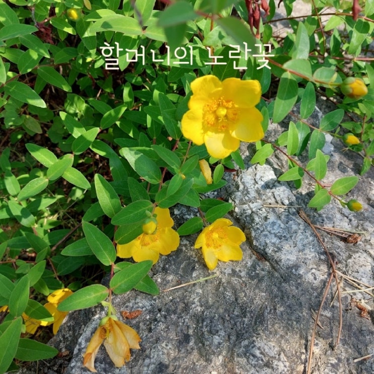 할머니의 노란꽃 박용재 뭉클했던 날들의 기록 할머니의 노란꽃 박용재 뭉클했던 날들의 기록