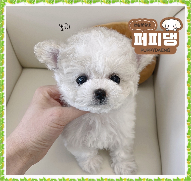  강아지유료분양 선택할 때