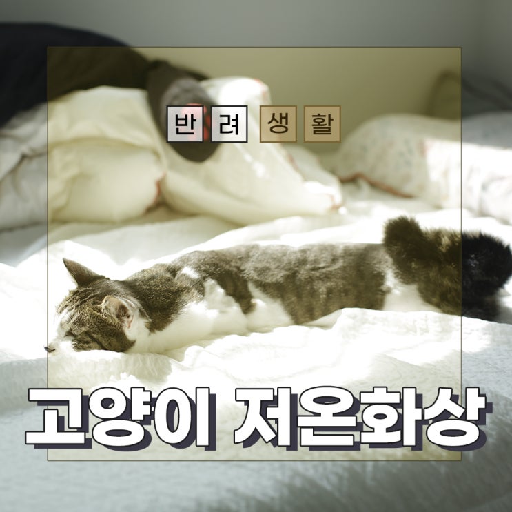  고양이와 겨울, 주의해야할 고양이 저온화상의 모든 것