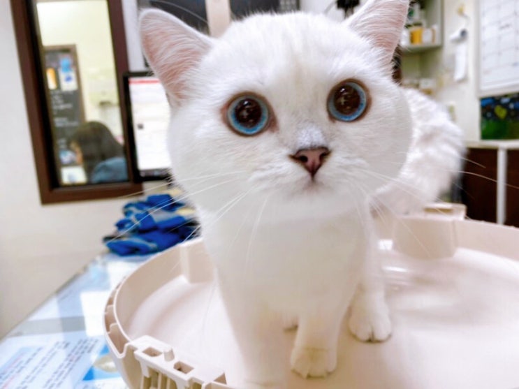  아기고양이 종합백신 예방접종 주사 비용과 시기 종류