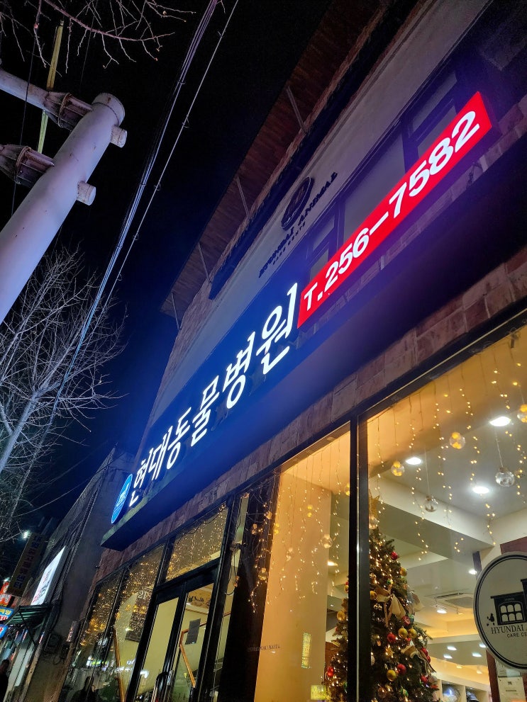  [춘천현대동물병원]고양이벼리,요도창냄술,방광염,수술,면회일지