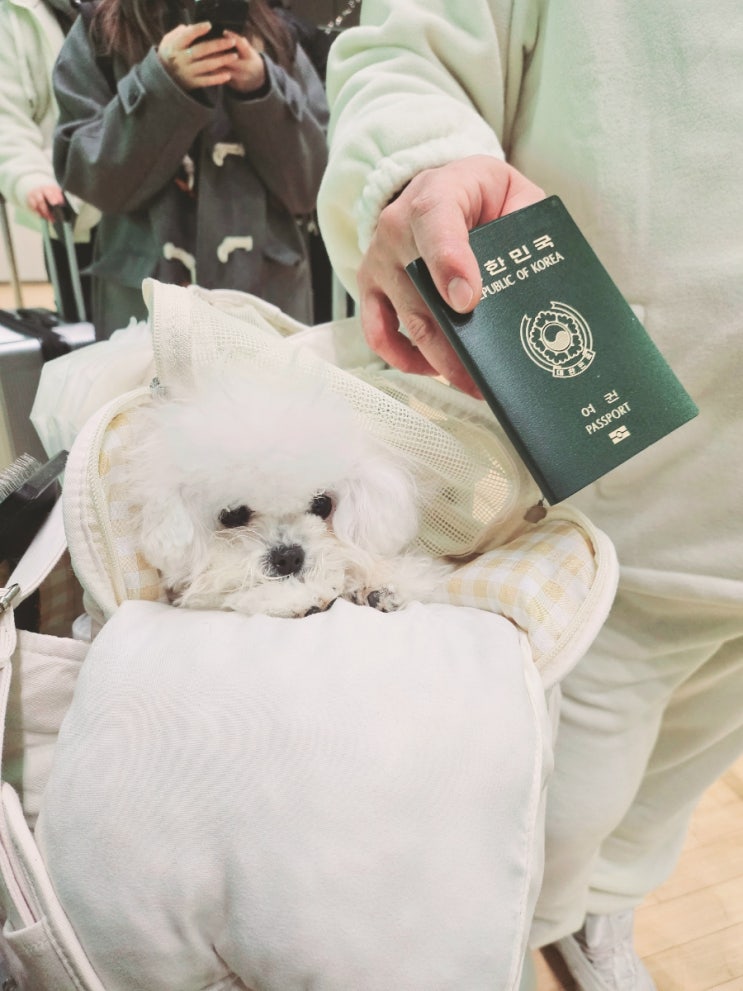  강아지 고양이 일본 후쿠오카 동반출국 검역대행
