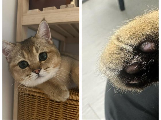 "내가 불냈냥?" 고양이 실수에 집사는 수천만원 배상했다 "내가 불냈냥?" 고양이 실수에 집사는 수천만원 배상했다