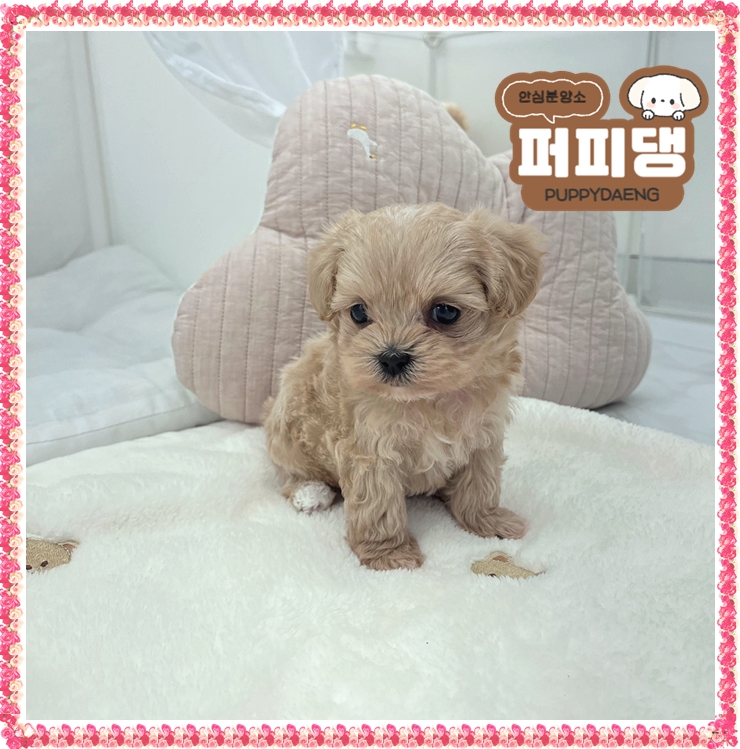  티컵강아지 분양 새로운 꿀팁