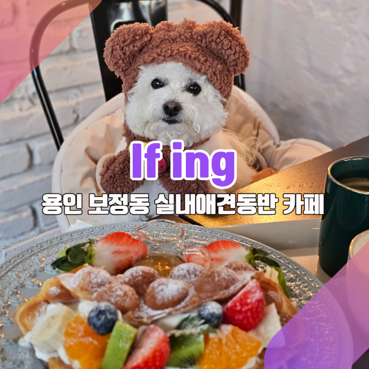  [용인 죽전 보정동카페거리 애견동반카페, ifing] “이게 홍콩와플이라고?” (feat.다이소 강아지모자)