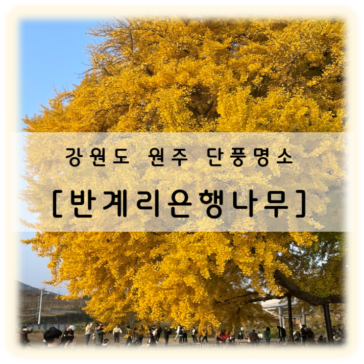  원주 반계리 은행나무 강원도 가을 단풍명소 그리고 주차장
