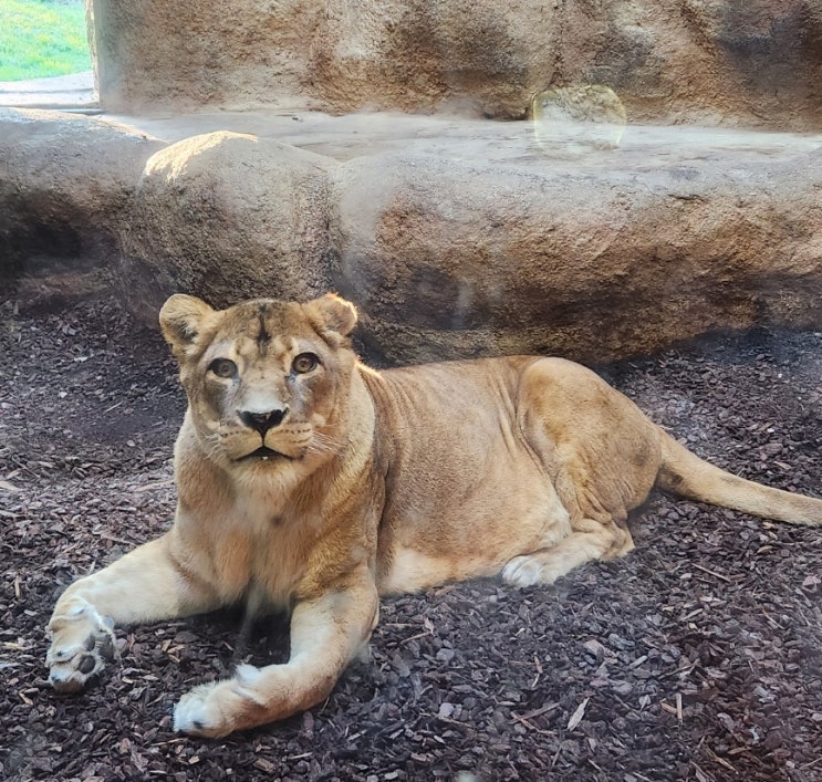  크로아티아 자그레브 가볼 만한 곳 자그레브 동물원(Zagreb zoo)