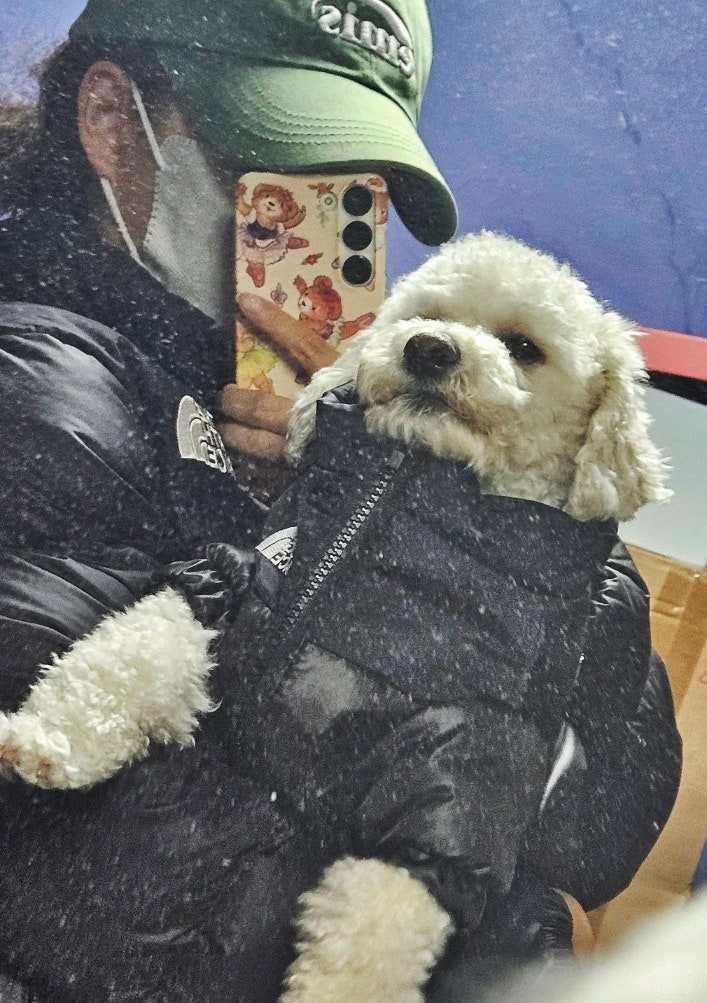 강아지 더도그페이스 패딩 :: 감자랑 커플 패딩 장착!