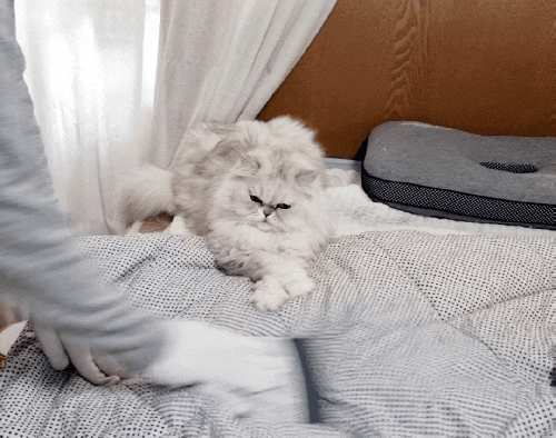 고양이 털 청소기 사용 후기, 이불 털 제거에 미니잘비 추천해요 (내돈내산)