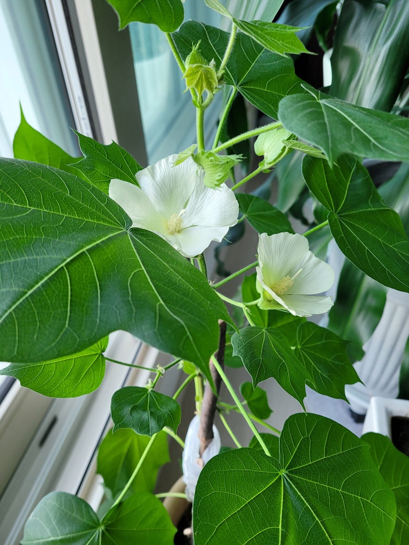 Difmark 마켓플레이스에서 Sugardew Island Your Cozy Farm Shop (Nintendo)을/를 훌륭한 가격에  구매하세요, image size:800x1067