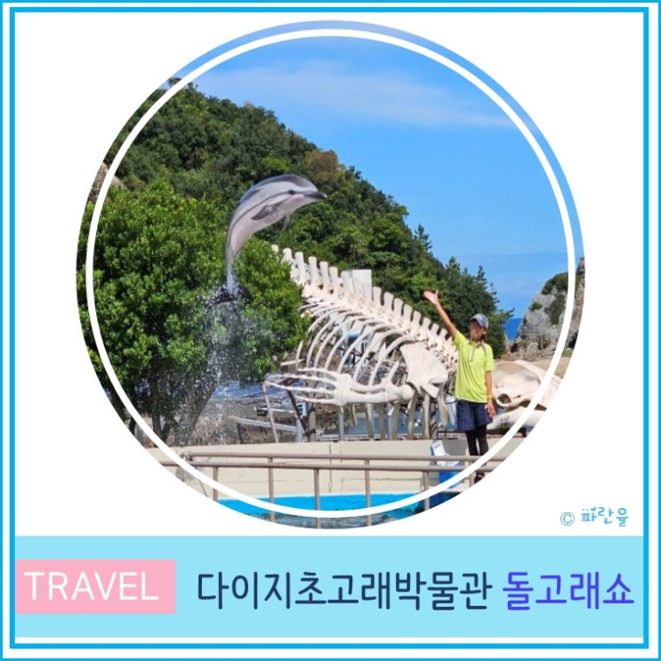  간사이 오사카 근교 와카야마 렌트카 여행 아이와 가볼 만한 곳 다이지초 고래 박물관 돌고래쇼 후기