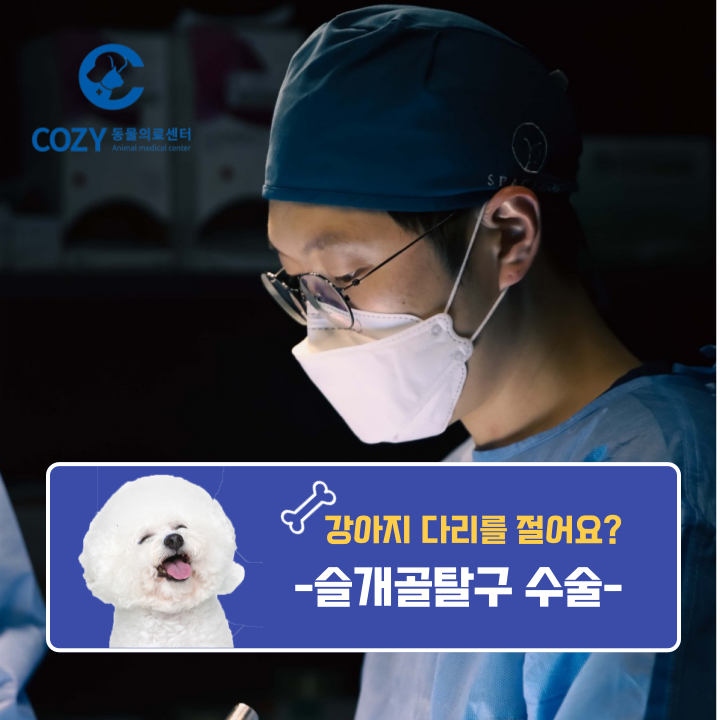  1년을 기다려 슬개골탈구 수술한 찹쌀이 이야기!