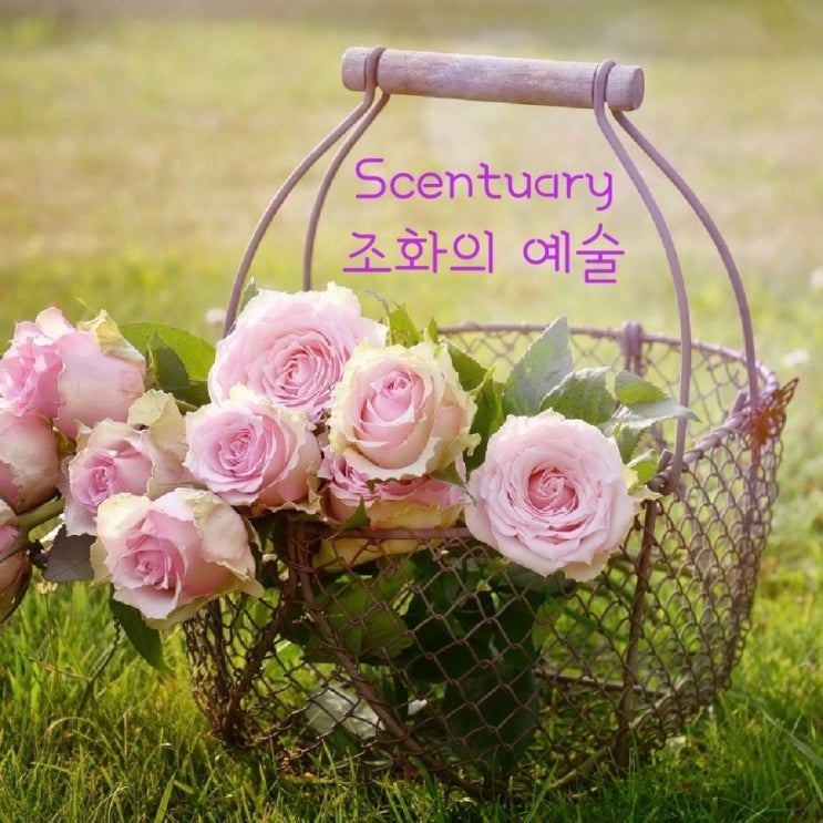 센츄어리 Scentuary 시향회 니치향수 퀸타센스 센츄어리 Scentuary 시향회 니치향수 퀸타센스