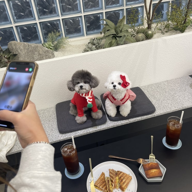  다산 애견 동반 카페 호음호음, 남양주 핫플 디저트 맛집!