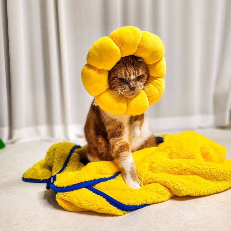  페스룸 고양이 강아지 수건 목욕 용품 네이버펫 스펀지 타월