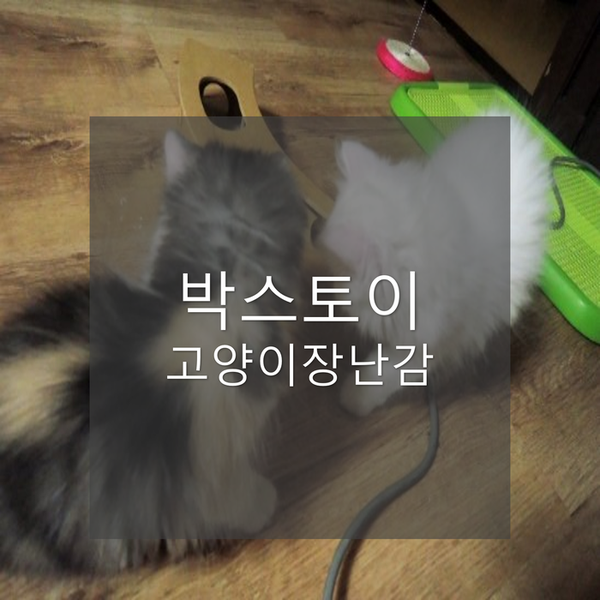  [후기] 고양이 장난감, 테라펫 캣 아이큐 박스 토이 IQ-1004