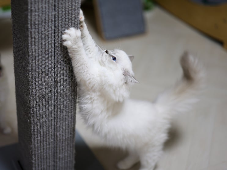  고양이 소파 벽 가구 장판 긁는 발톱 스크래치 행동 이유와 교정 방법