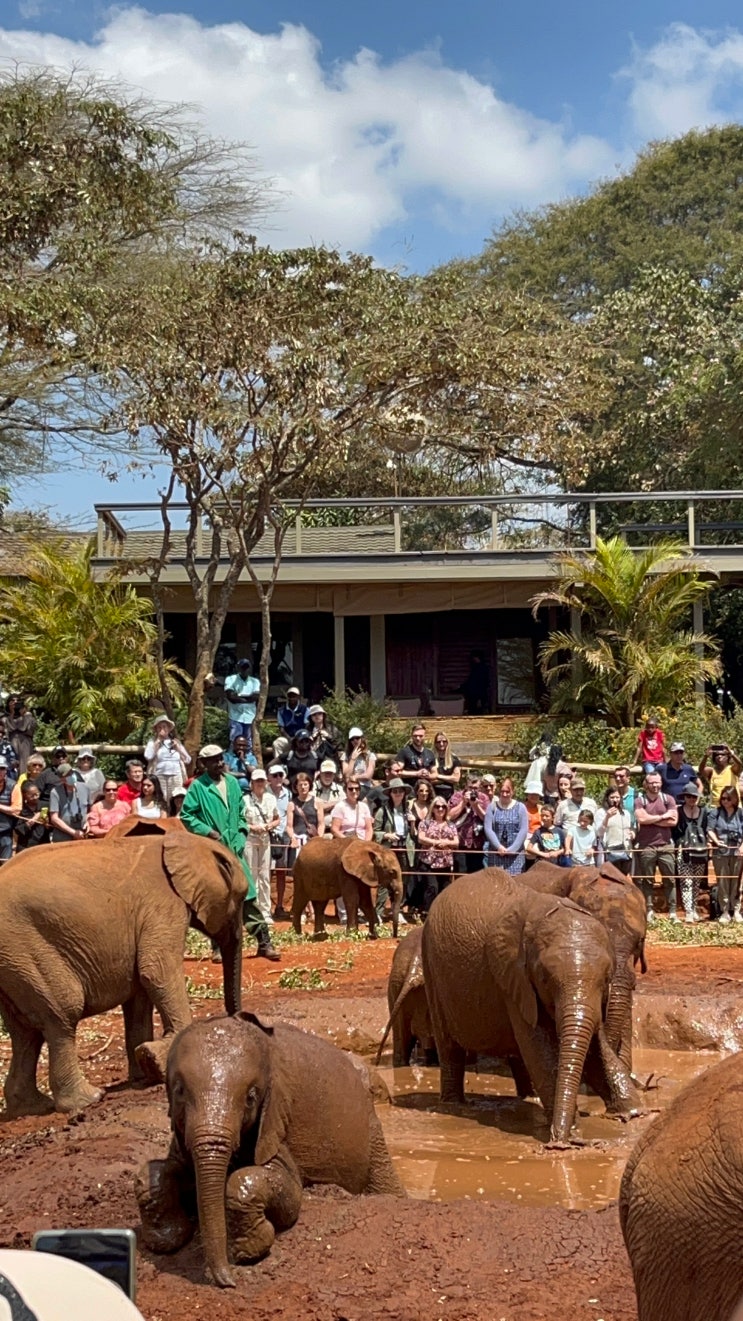 2023 케냐 나이로비 코끼리 고아원 Sheldrick Wildlife Trust
