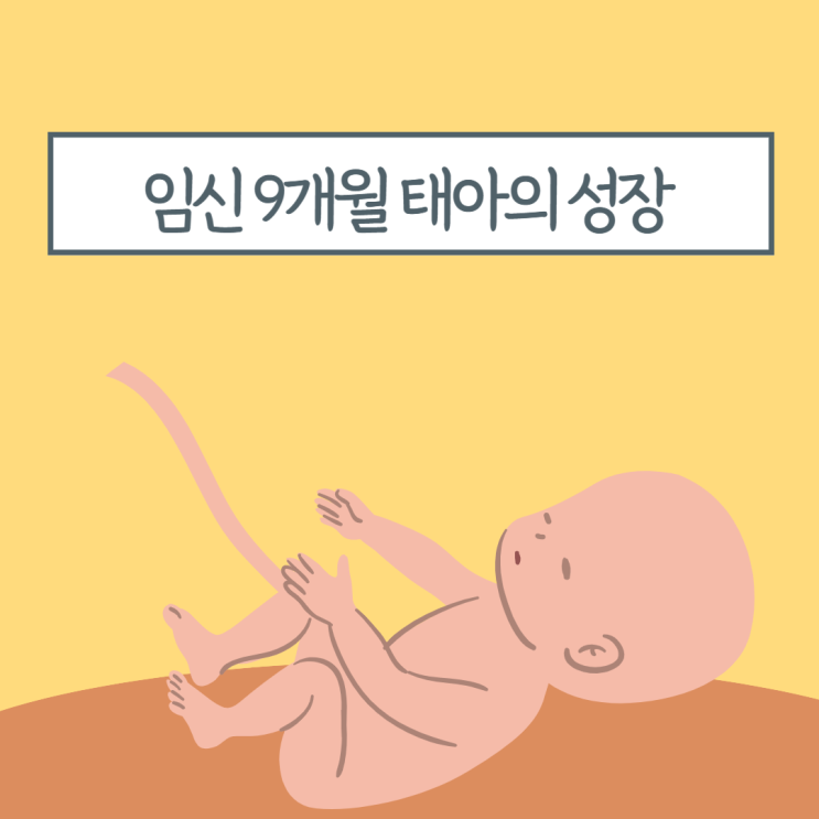  임신 후기 임신 9개월 태아의 성장과 발달
