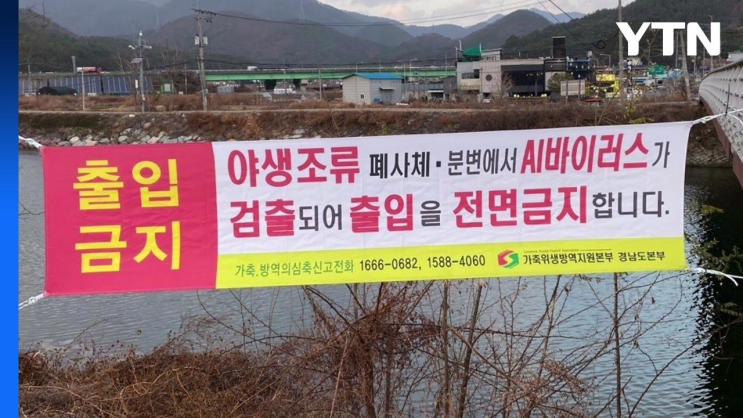 창원 <b>야생 조류</b>에서 고병원성 <b>AI 확진</b>...경남 첫 사례 / YTN