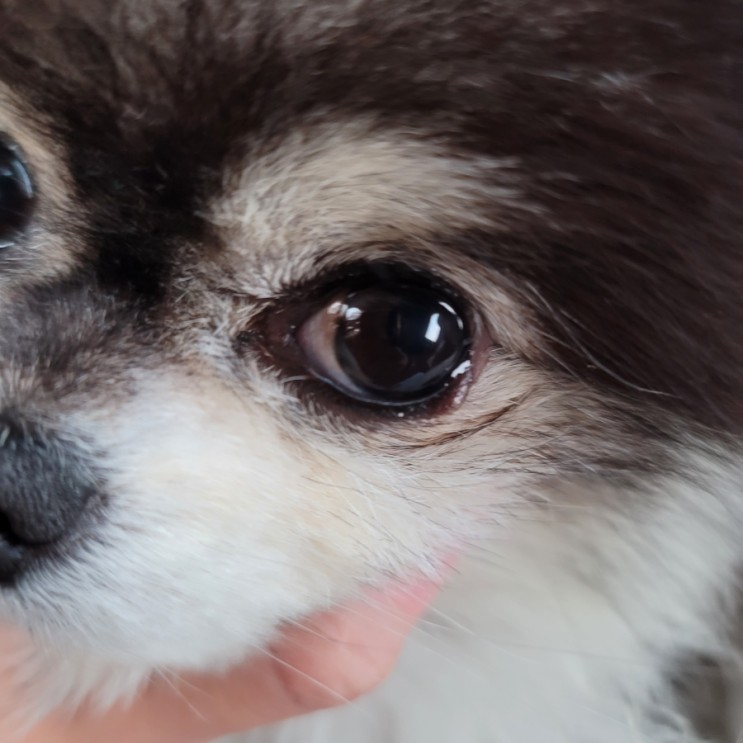 강아지 눈병 눈다래끼 원인 눈밑주위 부음 안약치료