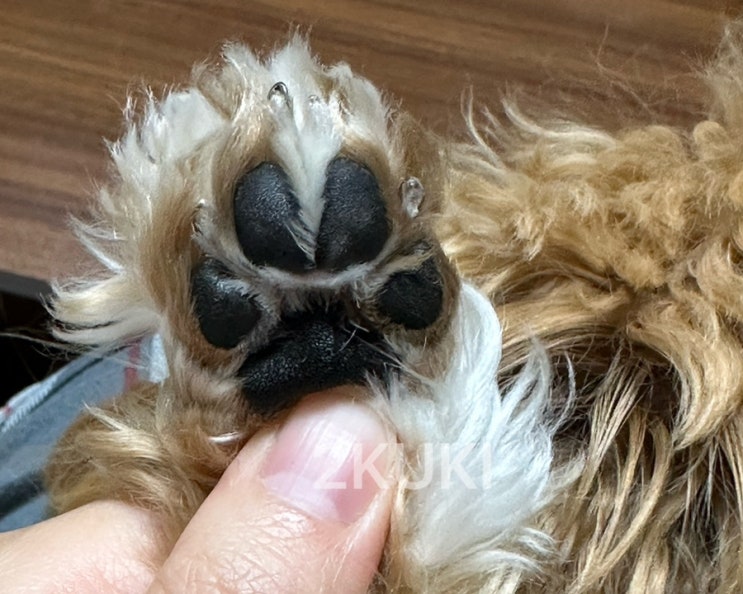 강아지 꼬순내 발냄새 이유 관리 방법