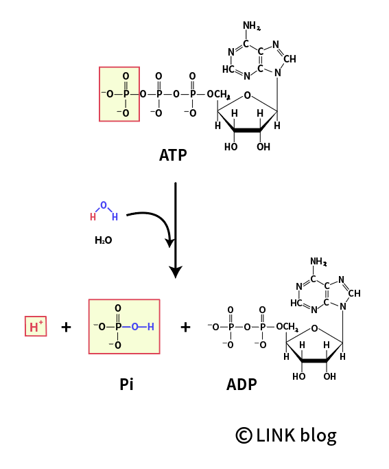 젖산(Lactic acid) vs 젖산염(Lactate), 정말 피로물질이 맞는가? : 네이버 블로그