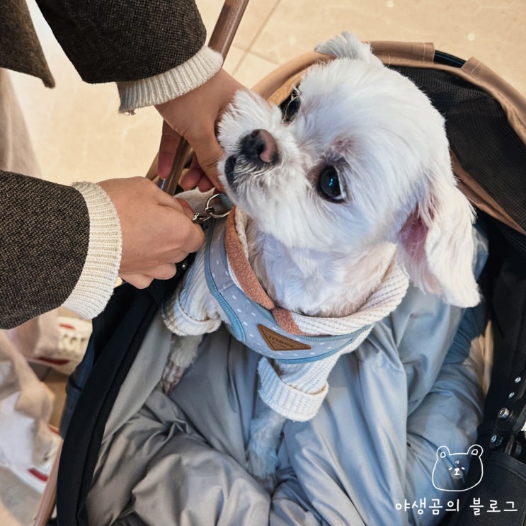  레토 강아지유모차 애견인이라면 꼭 하나쯤은