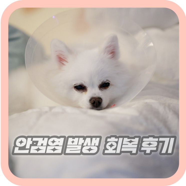  강아지 눈주위 부음 눈 염증 면역매개성 안검염 눈염증 치료