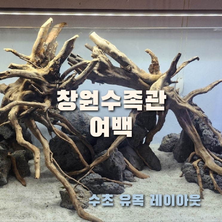  창원수족관 여백  _ 유목 수초 어항 / 수조 레이아웃 전문 꾸미기