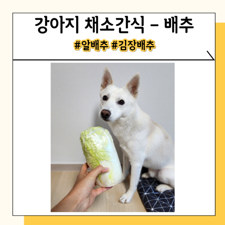 강아지 알배추 배추 채소간식 소량만 주세요 강아지 알배추 배추 채소간식 소량만 주세요