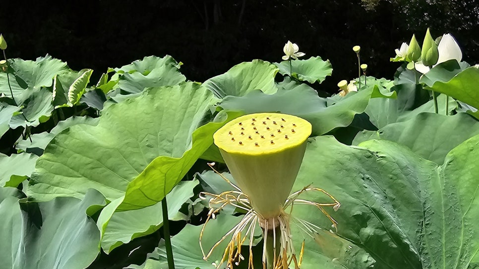 청룡제 사진 6