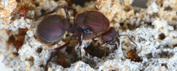 여왕개미 수명의 비밀, 일개미에 비해 500% 더 산다