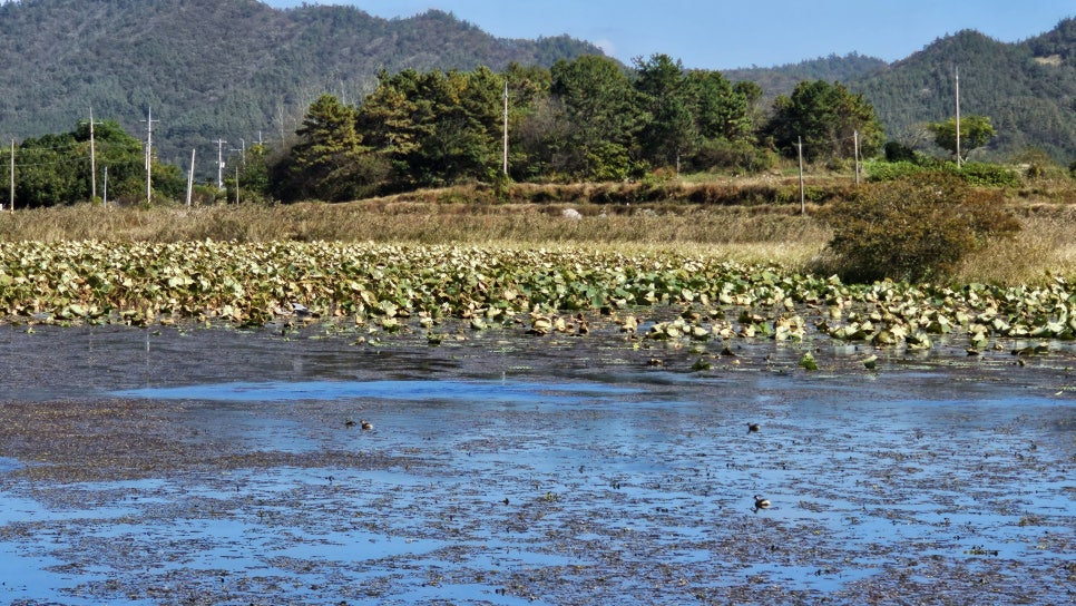 청룡제 사진 4