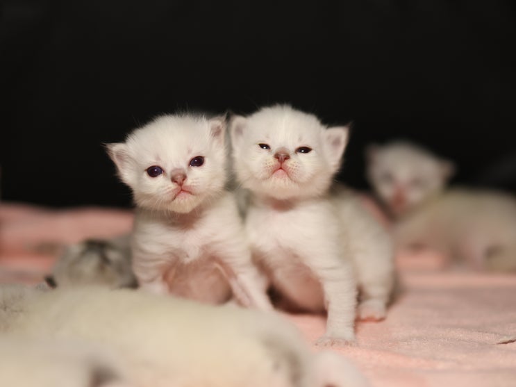  새끼 고양이 울음 눈 뜨는 시기, 아기 랙돌 키우기 생후 3주 성장과정