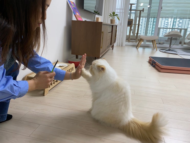 히말라얀 고양이 개인기