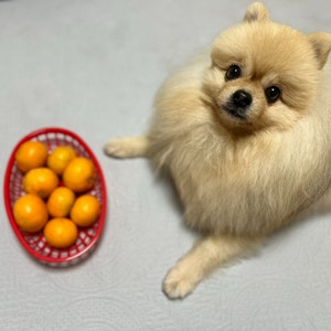  강아지 귤(껍질) 먹어도 되나요?적정량과 유의사항, 위험한 경우
