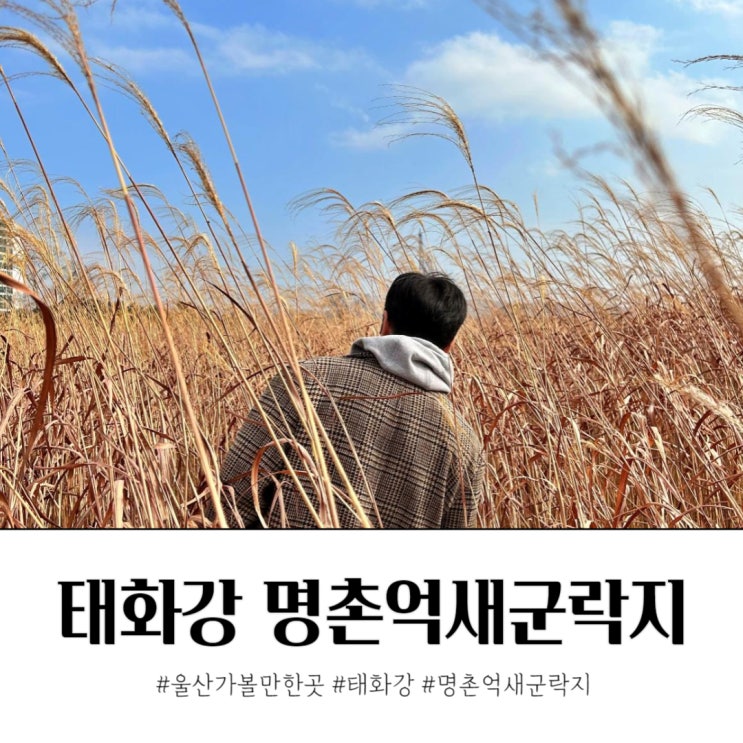 울산 태화강 명촌억새군락지 겨울 산책 포토존 없음.