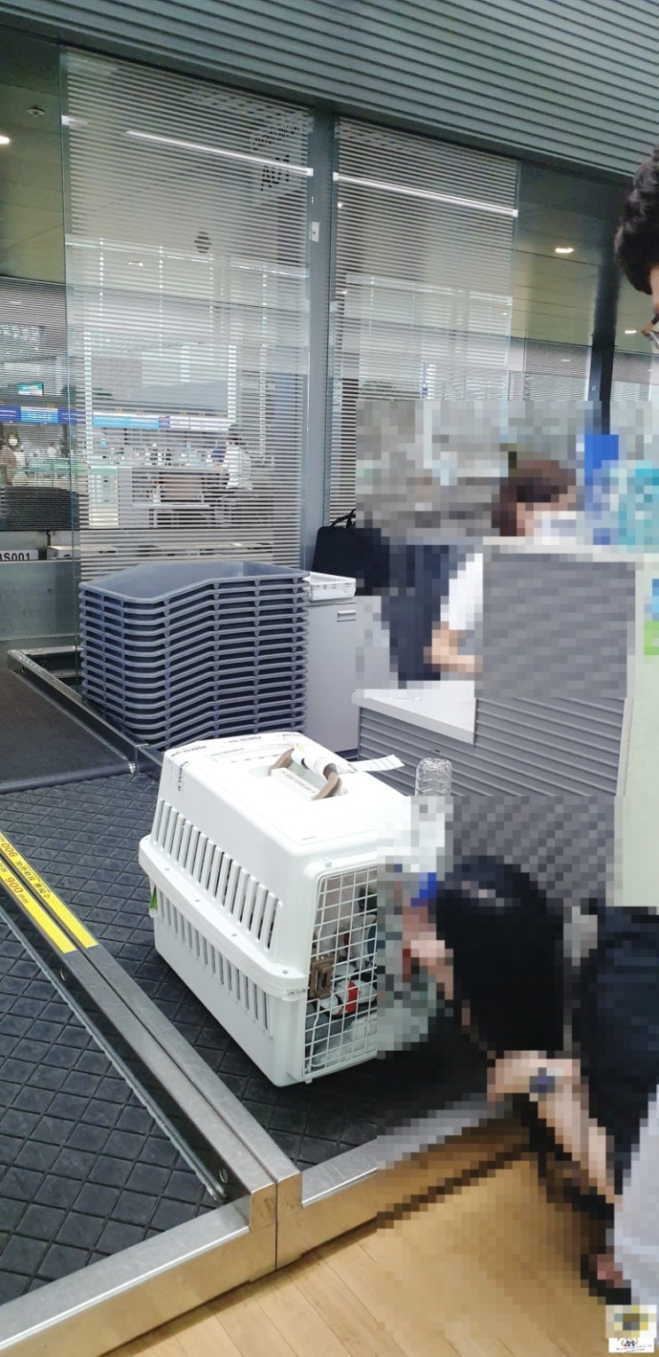  강아지 고양이 해외운송 대형견 동물 국제운송 애완동물 출국 검역 전문 KUL편